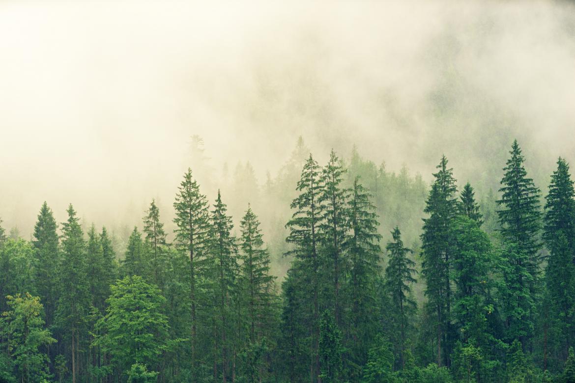 Forest of green trees with yellowish gray smoke in the background