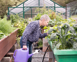 Person with watering can looking at plants in greenhouse